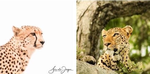 Leopard vs Cheetah