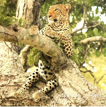 Leopard vs Cheetah Chef on Safari