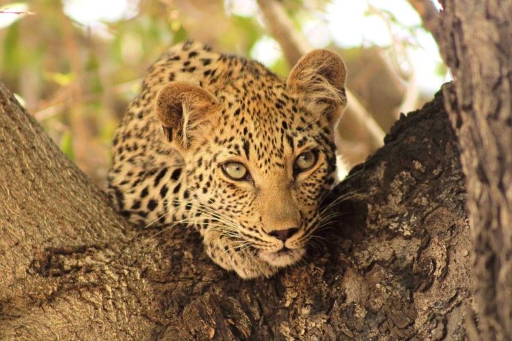 Leopard vs Cheetah Chef on Safari