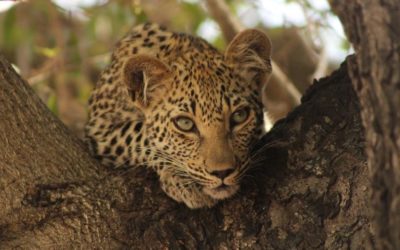 SPOTTED: Beautiful leopard cub in Jackleberry tree