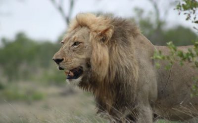 Incredible lion kill sighting | Kruger National Park | Kruger Park Safaris