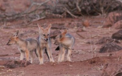 Jackal Puppies | Kruger National Park, South Africa.
