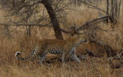 Leopard mother & cub on kill in Kruger